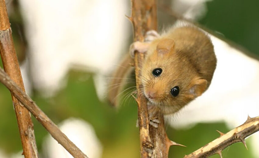 hazel dormouse