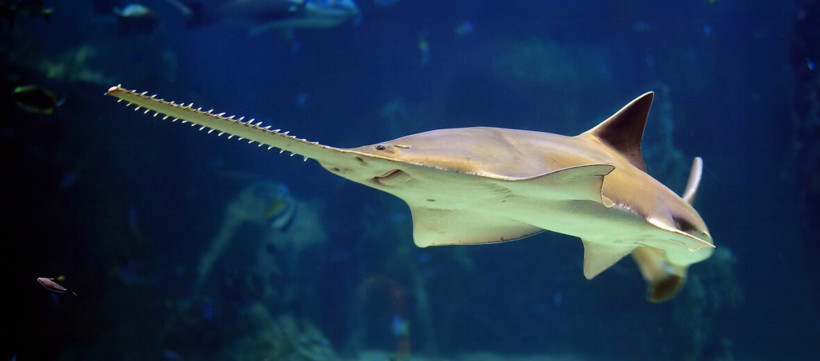 longcomb sawfish