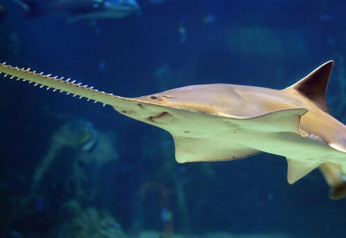 longcomb sawfish