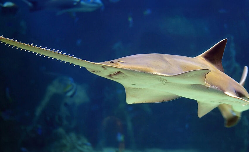 longcomb sawfish