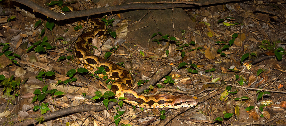 Malagasy ground boa