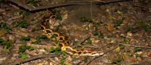 Malagasy ground boa