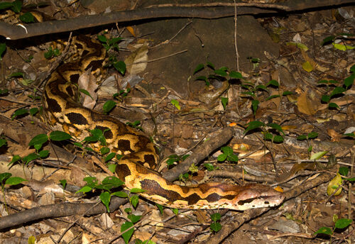 Malagasy ground boa