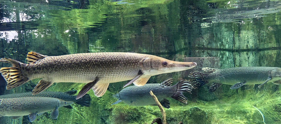 northern pike