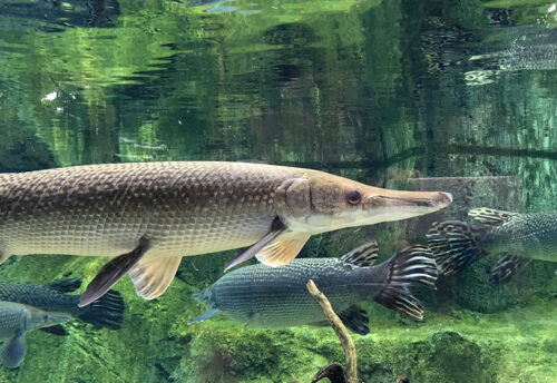 northern pike