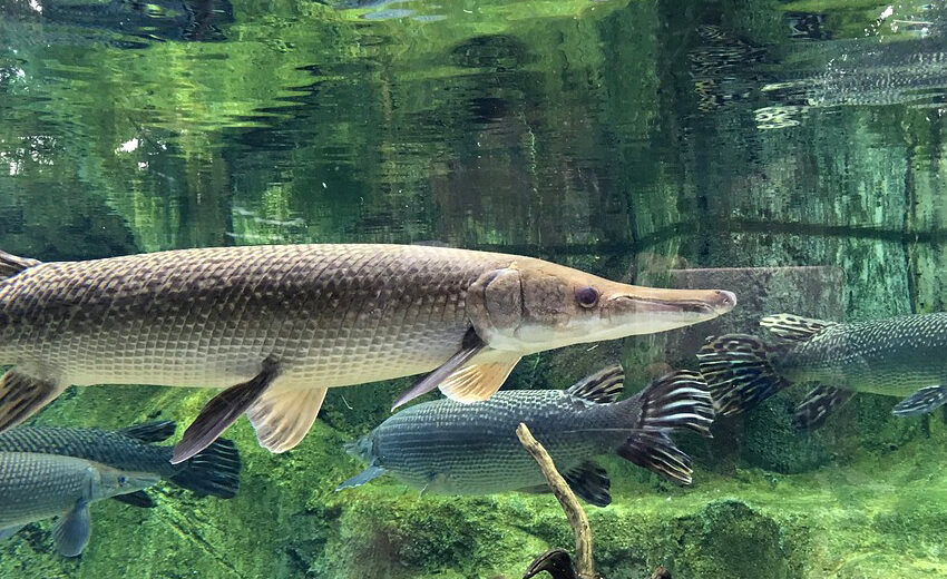 northern pike