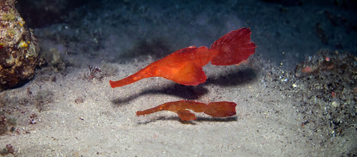 robust ghost pipefish