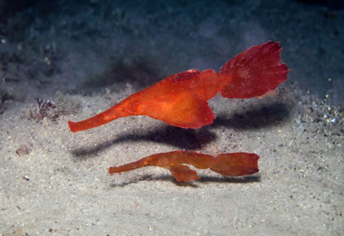 robust ghost pipefish