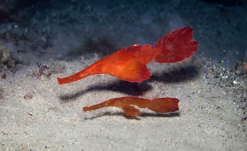 robust ghost pipefish