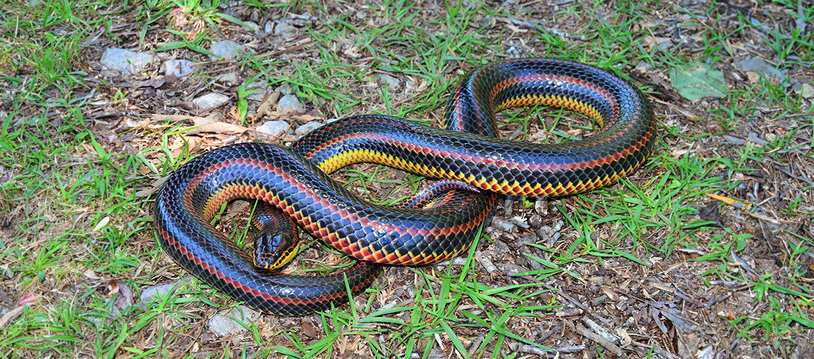 rainbow snake