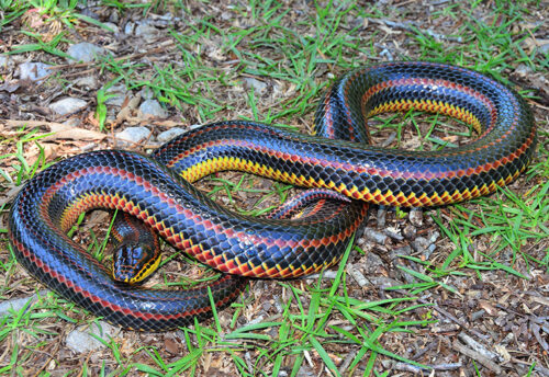 rainbow snake