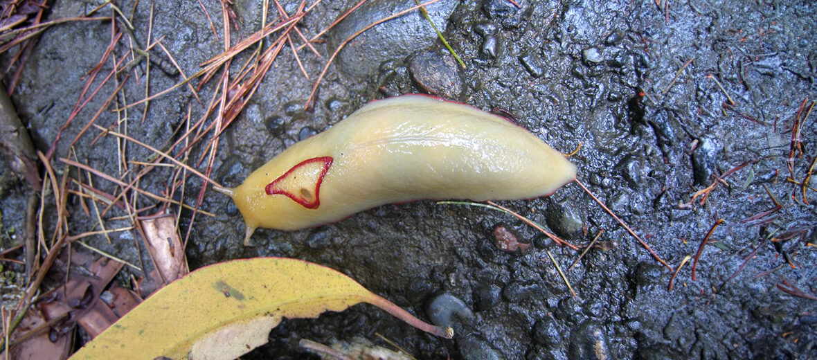 red triangle slug