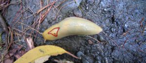 red triangle slug