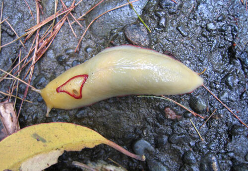 red triangle slug