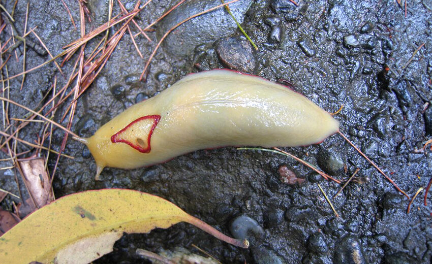 red triangle slug