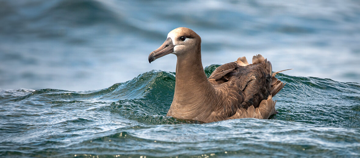 black-footed albatross