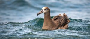 black-footed albatross