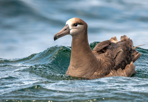 black-footed albatross