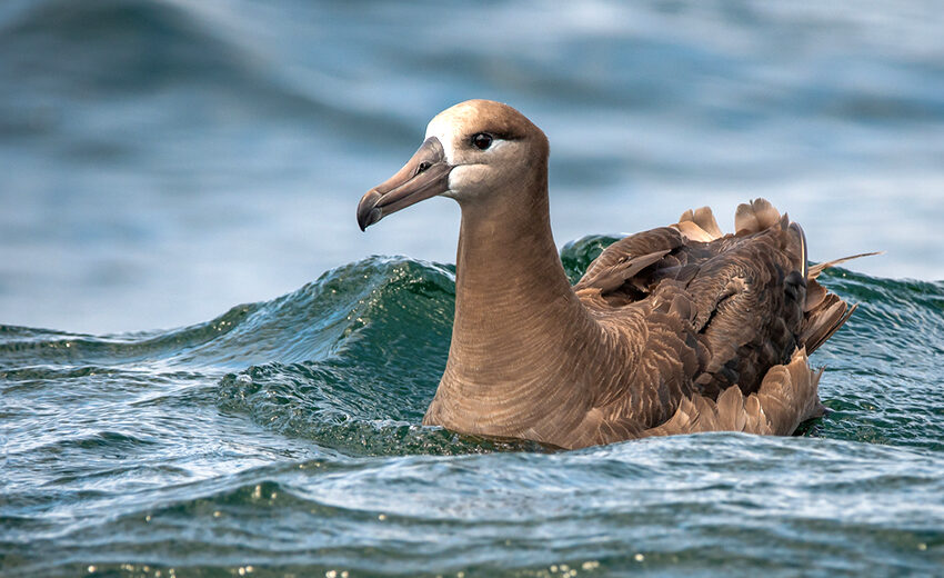 black-footed albatross