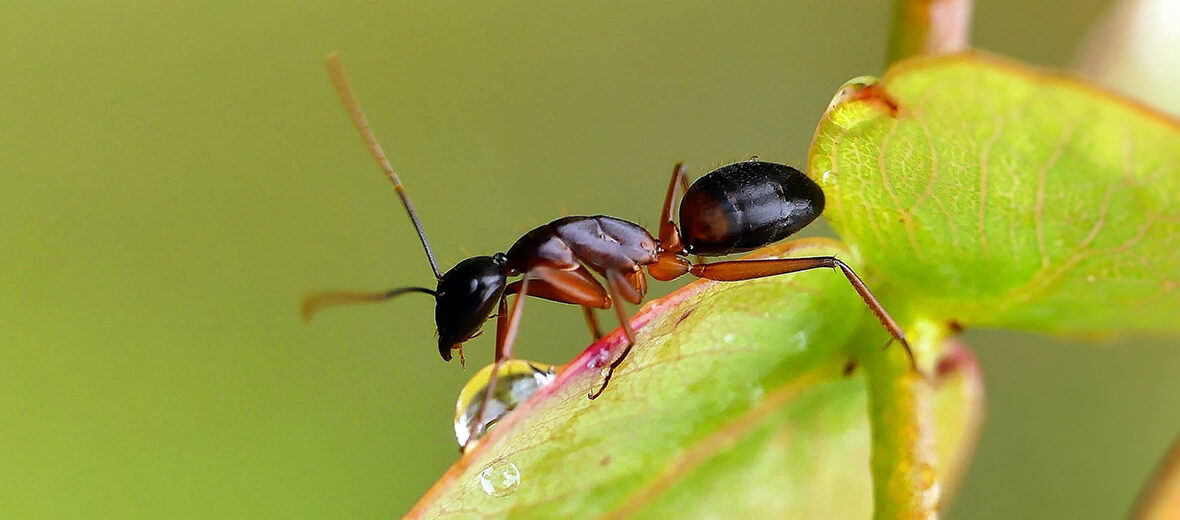 banded sugar ant