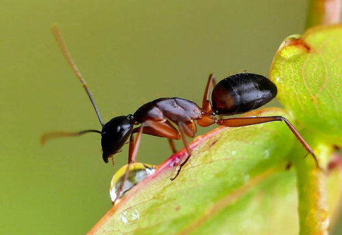 banded sugar ant