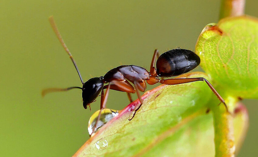 banded sugar ant