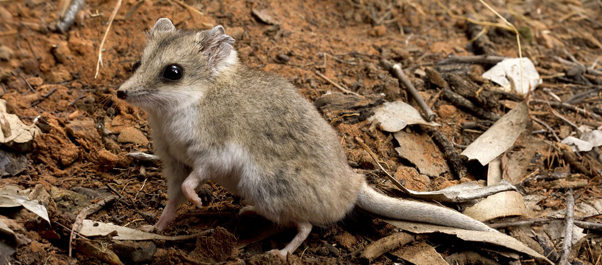 fat-tailed dunnart