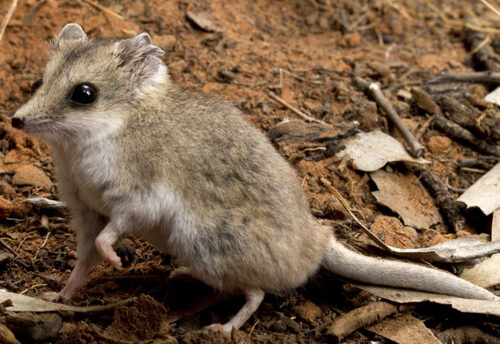 fat-tailed dunnart