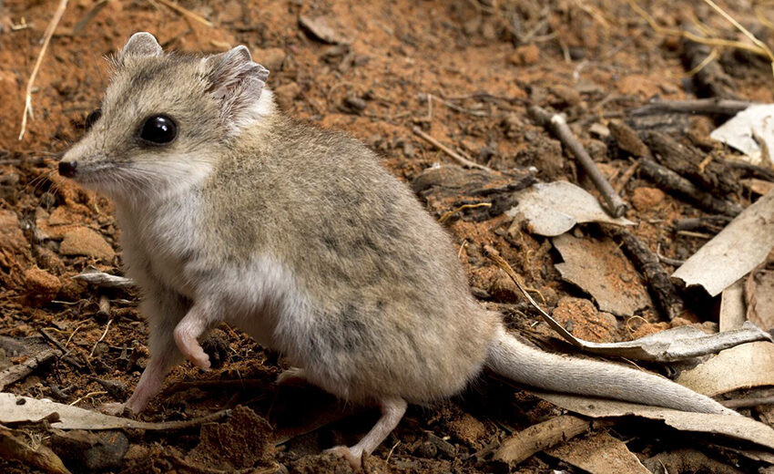 fat-tailed dunnart