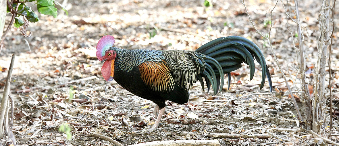 green junglefowl