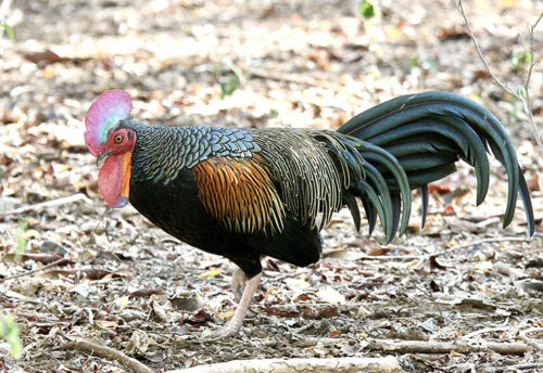 green junglefowl