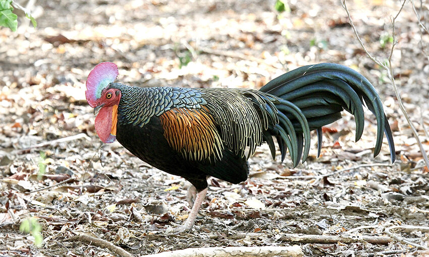 green junglefowl