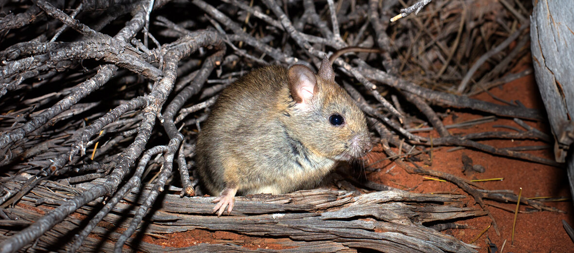 greater stick-nest rat