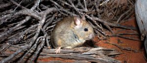 greater stick-nest rat