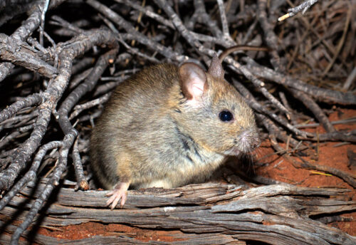 greater stick-nest rat