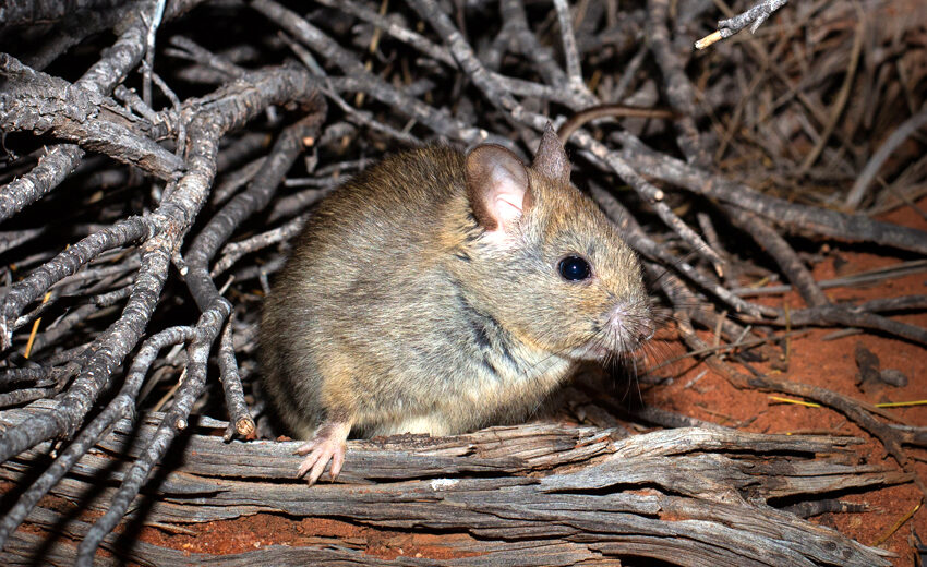 greater stick-nest rat