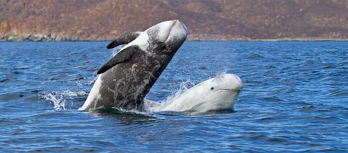 Risso's dolphin