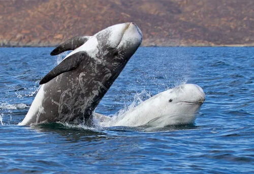 Risso's dolphin