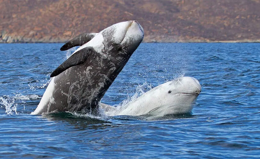 Risso's dolphin