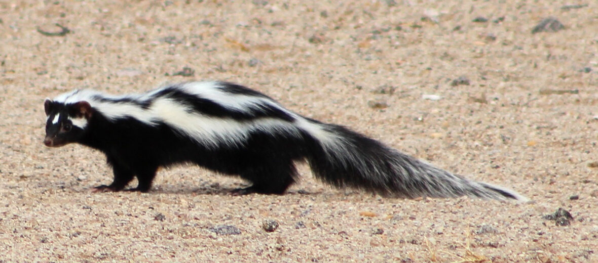 striped polecat