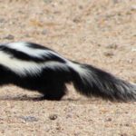 striped polecat