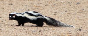 striped polecat