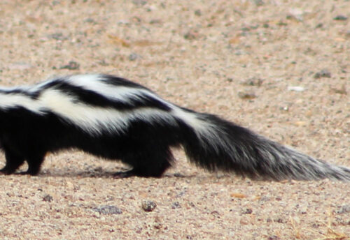 striped polecat