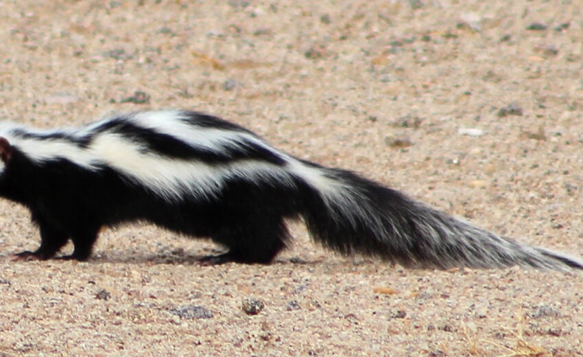 striped polecat