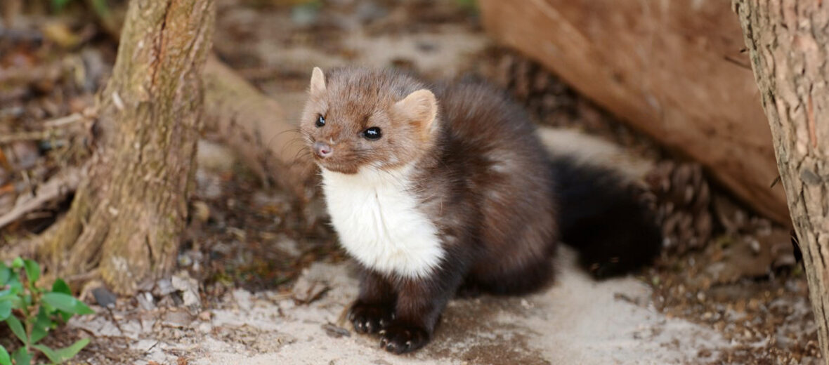 beech marten