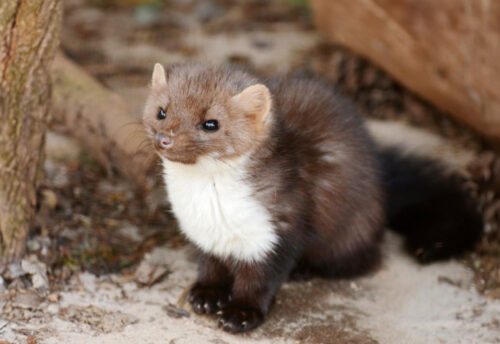 beech marten