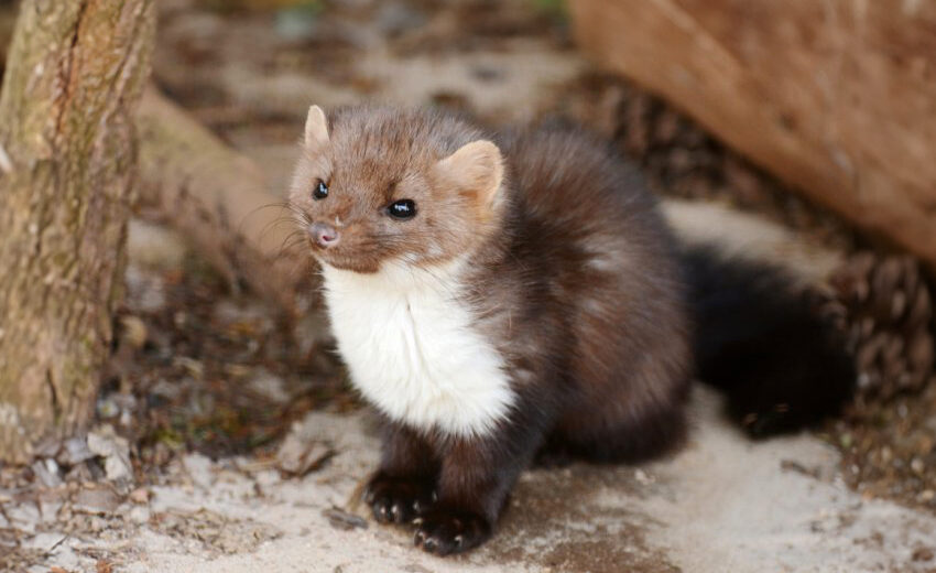 beech marten