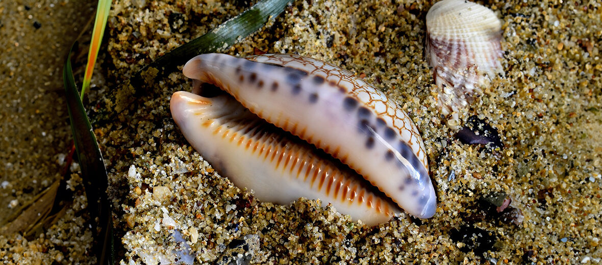 cowrie