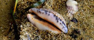 cowrie