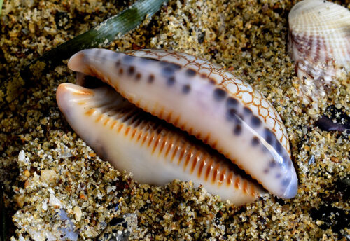 cowrie